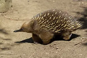 Echidna: 80201063 Short-beaked Echidna - foraging for food