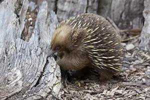 Echidna: 80201064 Short-beaked Echidna - foraging for food