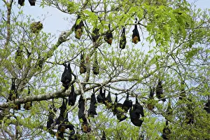 Roost: 80201065 Spectacled Fruit Bat - daytime roost along