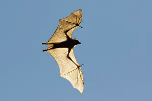 Kakadu: 80201069 Black Fruit Bat - backlit in flight Kakadu