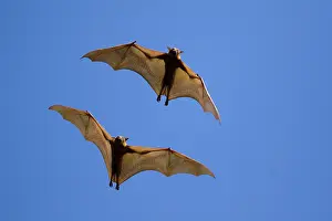 Kakadu: 80201070 Black Fruit Bat - in flight Kakadu National