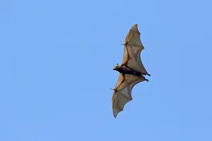 Kakadu: 80201071 Black Fruit Bat - in flight Kakadu National