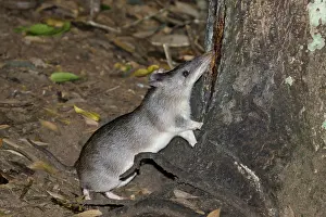 Bandicoot: 80201072 Long-nosed Bandicoot Atherton Tablelands