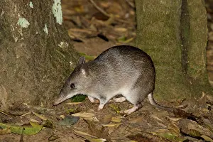 80201073 Long-nosed Bandicoot Atherton Tablelands