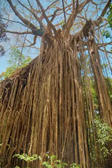 Atherton: 80201074 Curtain Fig Tree Atherton Tablelands, Queensland