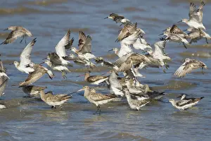 Knot: 80201084 Great Knot - flock at high tide with other