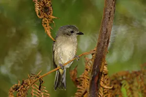 Whistler: 80201085 Olive Whistler Atherton Tablelands, Queensland