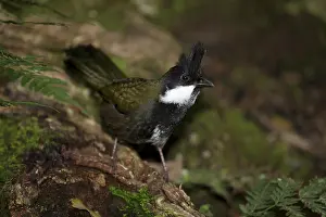 Whipbird: 80201086 Eastern Whipbird - foraging on rainforest