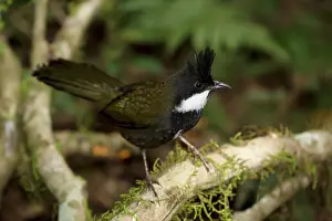 Whipbird: 80201087 Eastern Whipbird - foraging on rainforest
