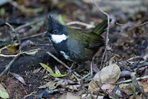 Whipbird: 80201088 Eastern Whipbird - foraging on rainforest