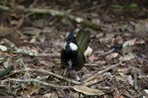Whipbird: 80201089 Eastern Whipbird - calling Lamington National