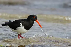 Oystercatcher: 80201090 Pied Oystercatcher - foraging along shoreline
