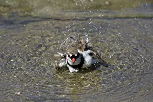 Fronted: 80201091 Black-fronted Dotteral - washing Cairns