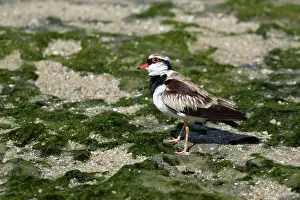 Dotterel: 80201092 Black-fronted Dotterel Cairns, Queensland