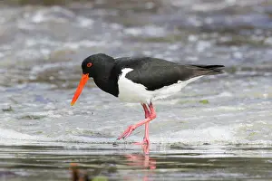 Oystercatcher: 80201093 Pied Oystercatcher - foraging along shoreline