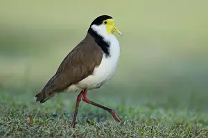 Masked: 80201095 Masked Lapwing - with early morning dew