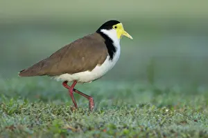 Masked: 80201096 Masked Lapwing - with early morning dew