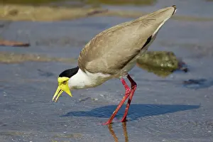 Masked: 80201097 Masked Lapwing - foraging on shoreline