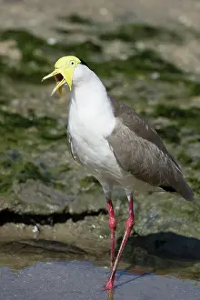 Masked: 80201098 Masked Lapwing - foraging on shoreline