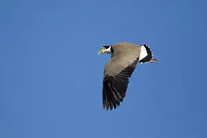 Masked: 80201099 Masked Lapwing - in flight Bruny Island