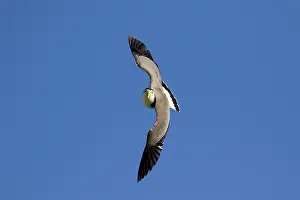 Masked: 80201100 Masked Lapwing - in flight Bruny Island