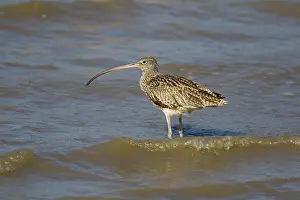 Curlew: 80201101 Eastern Curlew Cairns, Queensland, Australia