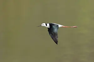 Stilt: 80201102 Black-winged Stilt - in flight Atherton