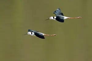 Stilt: 80201103 Black-winged Stilt - in flight Atherton