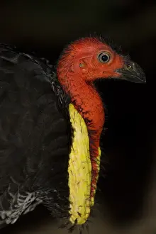 Brush: 80201104 Australian Brush-turkey - head and neck
