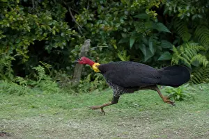 Brush: 80201105 Australian Brush-turkey - male running