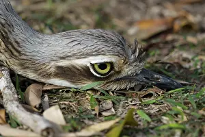 Curlew: 80201108 Bush Stone-curlew - relying on camouflage