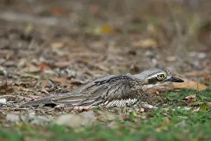 Curlew: 80201109 Bush Stone-curlew - relying on camouflage