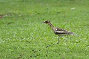 Curlew: 80201110 Bush Stone-curlew - running Atherton Tablelands