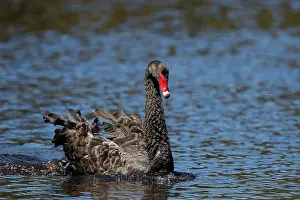 Agressive: 80201113 Black Swan - swimming fast in agressive