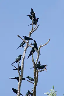 Metallic: 80201115 Metallic Starling - flock Daintree, Queensland