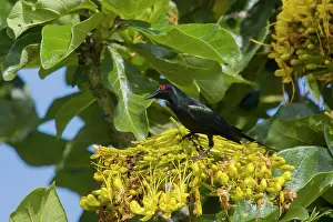 Metallic: 80201116 Metallic Starling - feeding on tree flowers