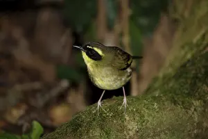 Scrubwren: 80201117 Yellow-throated Scrubwren Lamington National