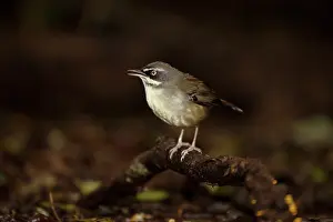 Browed: 80201119 White-browed Scrubwren Lamington National