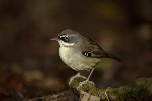 Browed: 80201120 White-browed Scrubwren Lamington National