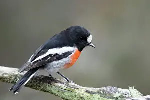Tasmania: 80201123 Scarlet Robin Bruny Island, Tasmania, Australia