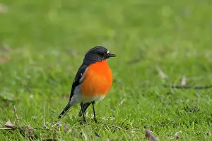 Flame: 80201125 Flame Robin - male in meadow Bruny Island