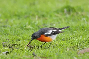 Pulling: 80201126 Flame Robin - male pulling earthworm from