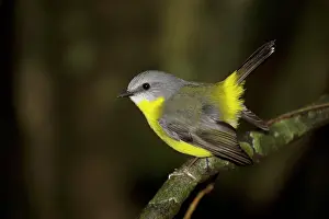 Lamington: 80201127 Eastern Yellow Robin Lamington National