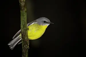 Lamington: 80201128 Eastern Yellow Robin Lamington National