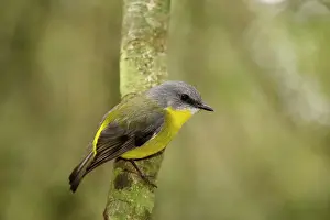Lamington: 80201129 Eastern Yellow Robin Lamington National