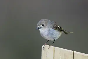 Tasmania: 80201130 Dusky Robin Tasmania, Australia Melanodryas