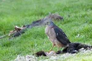 Possum: 80201131 Brown Goshawk - feeding on dead possum