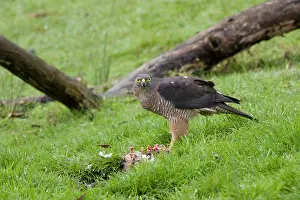 Possum: 80201132 Brown Goshawk - feeding on dead possum