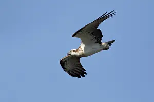 Osprey: 80201133 Eastern Osprey - in flight Gold Coast