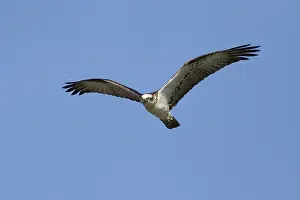 Osprey: 80201134 Eastern Osprey - in flight Gold Coast